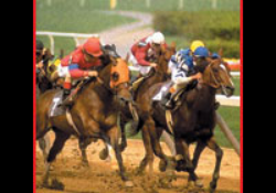 Zilco Racing Gear